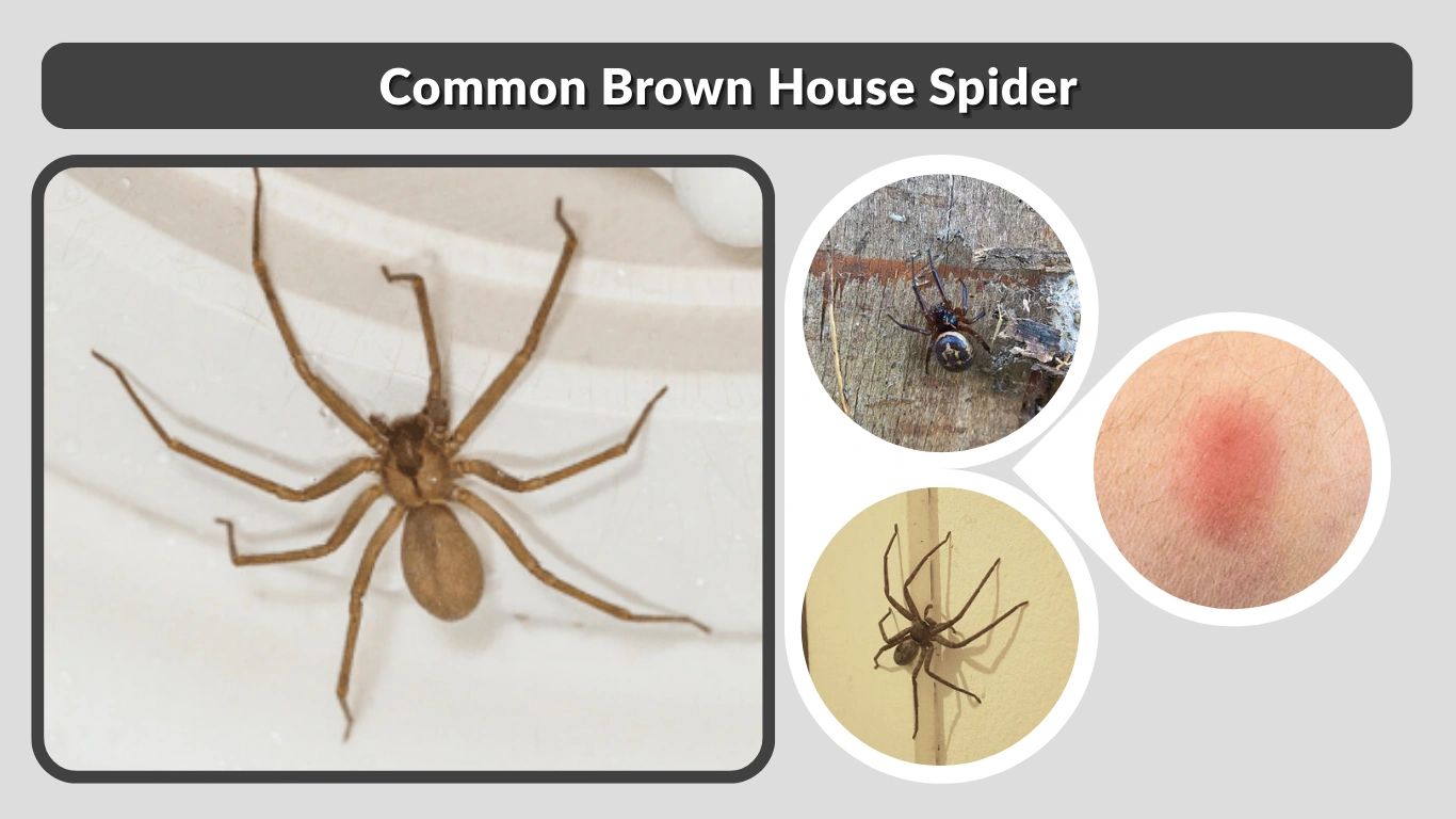 Common Brown House Spider Identification & Safety Guide