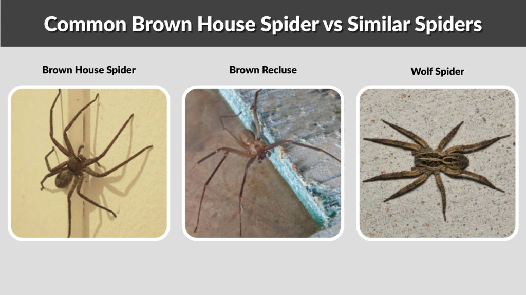 Common Brown House Spider vs Similar Spiders