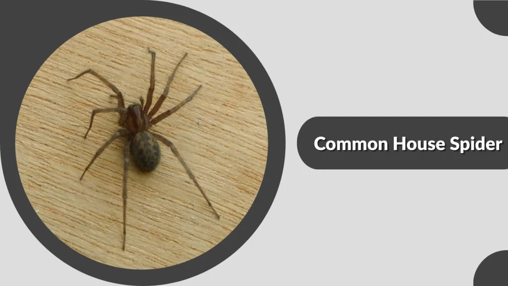Common House Spider
