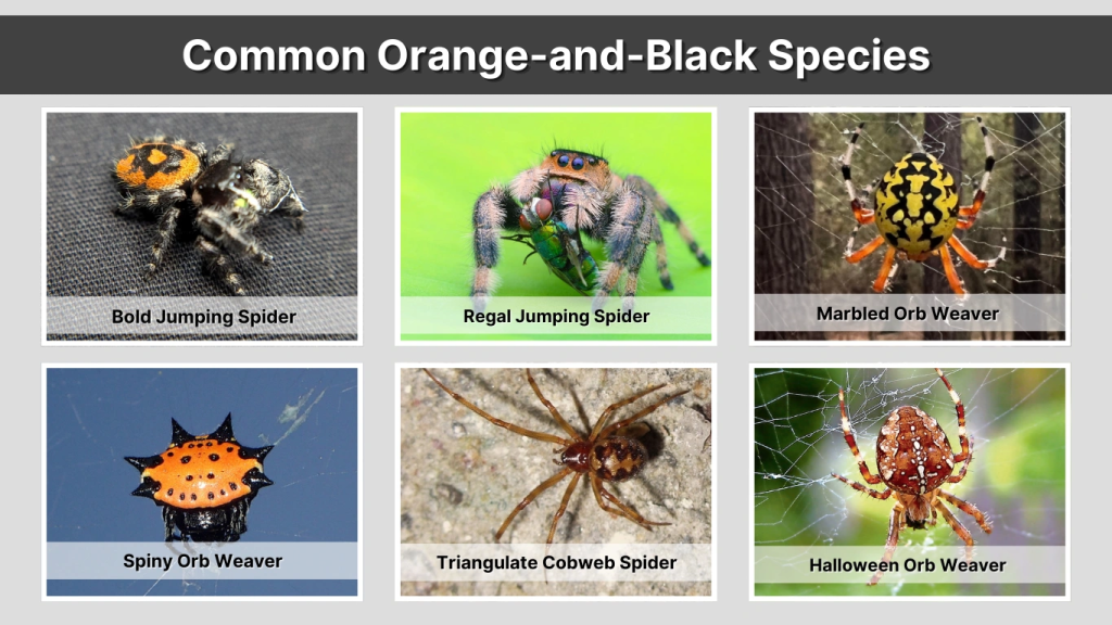 Common Orange-and-Black Species