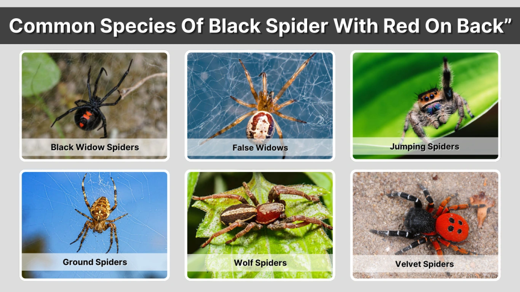 Common Species Of Black Spider With Red On Back”