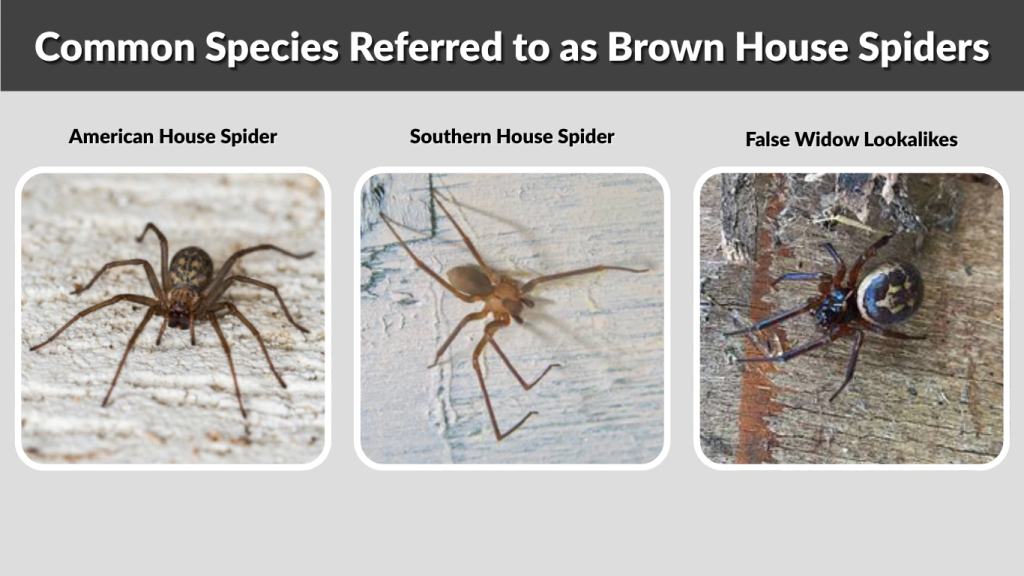 Common Species Referred to as Brown House Spiders