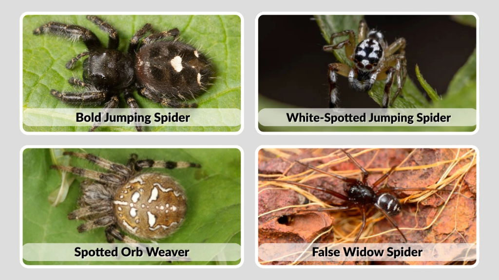 Common Species That Match the Description