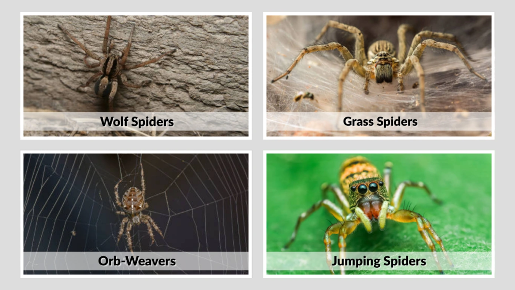 Common Species With Black and Brown Stripes