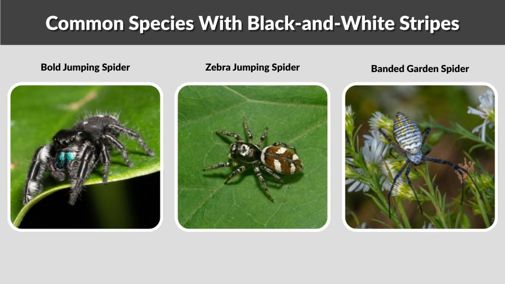 Common Species With Black-and-White Stripes