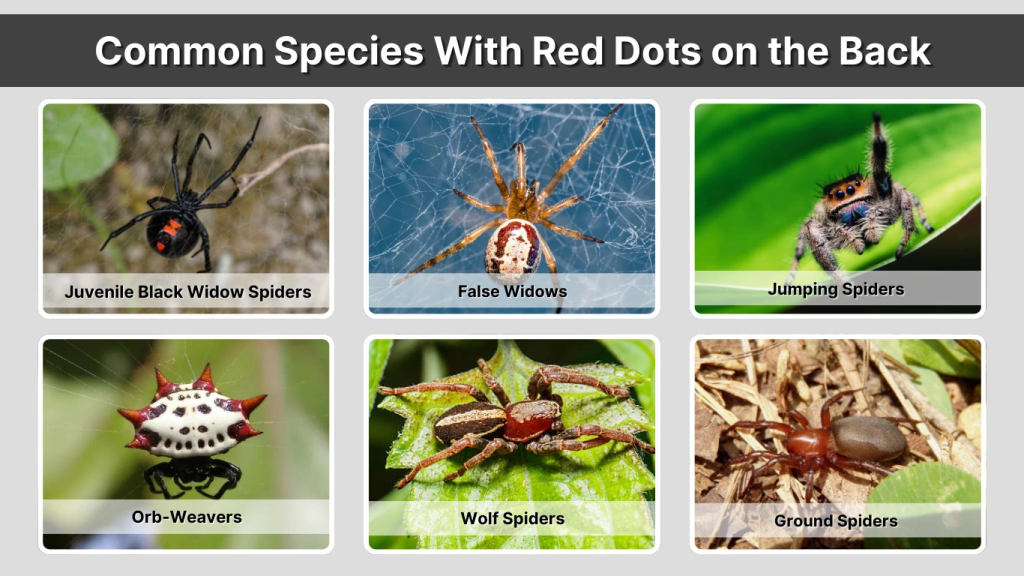 Common Species With Red Dots on the Back