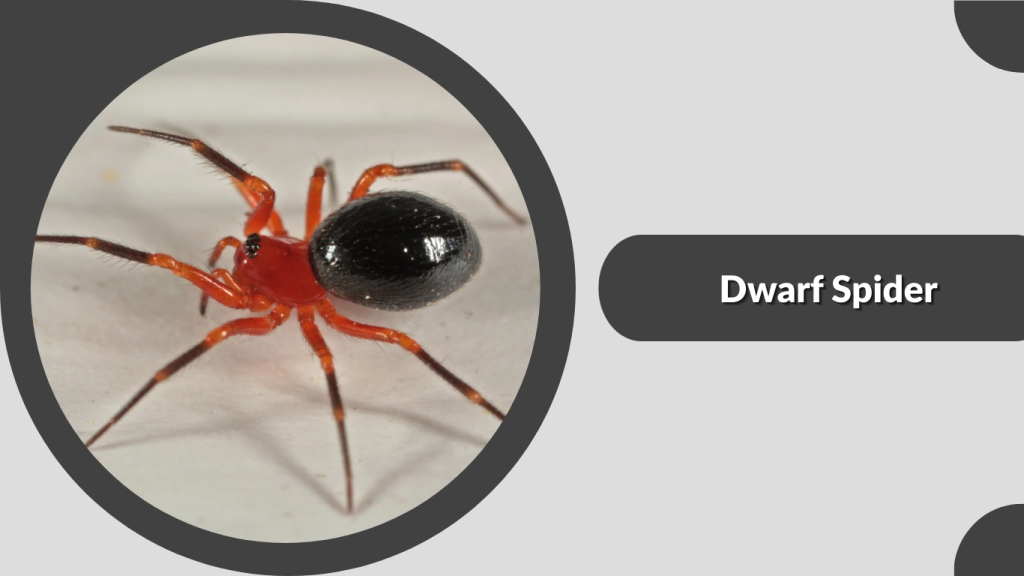Dwarf Spider