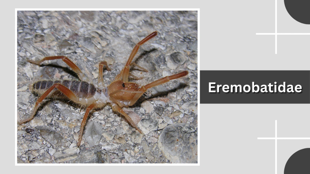 Eremobatidae