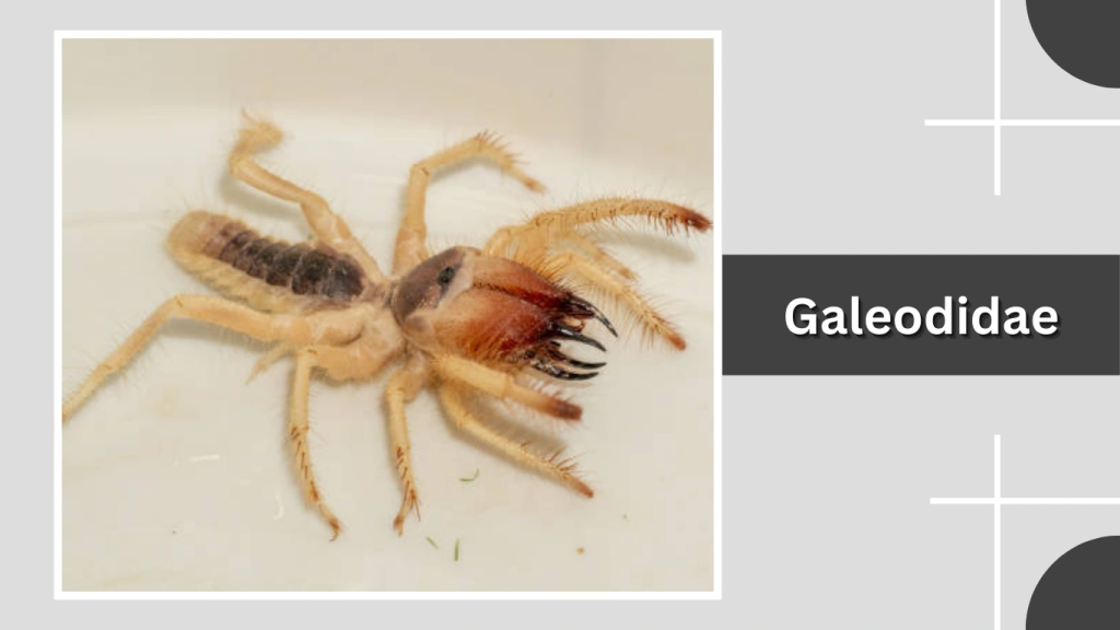 Galeodidae