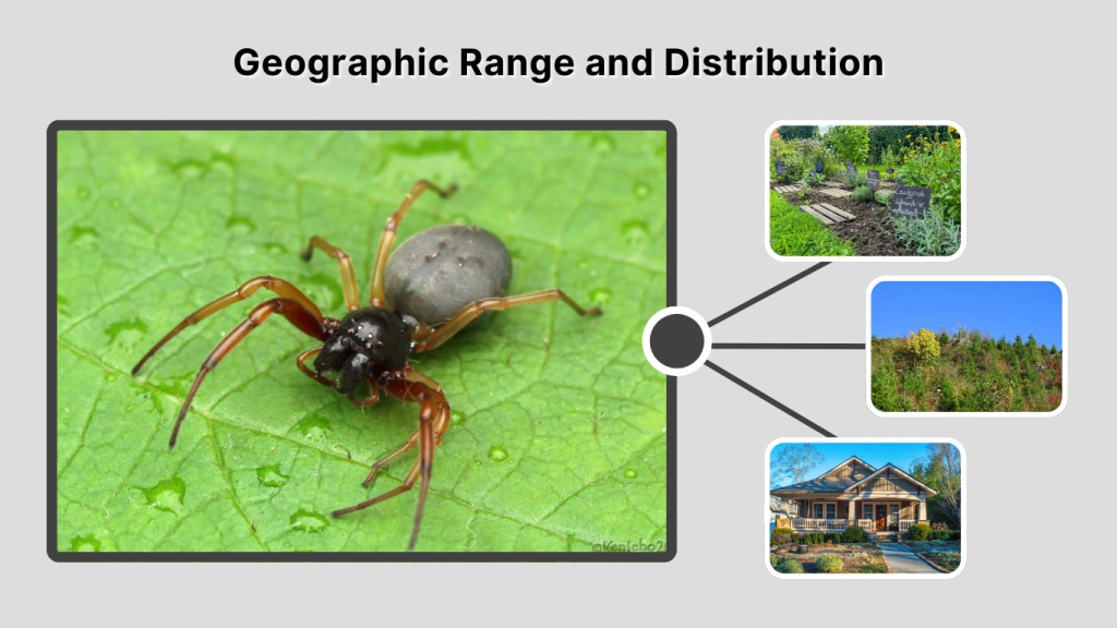 Geographic Range and Distribution