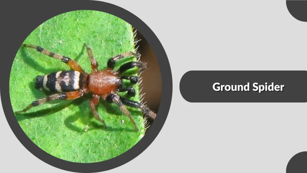 Ground Spider