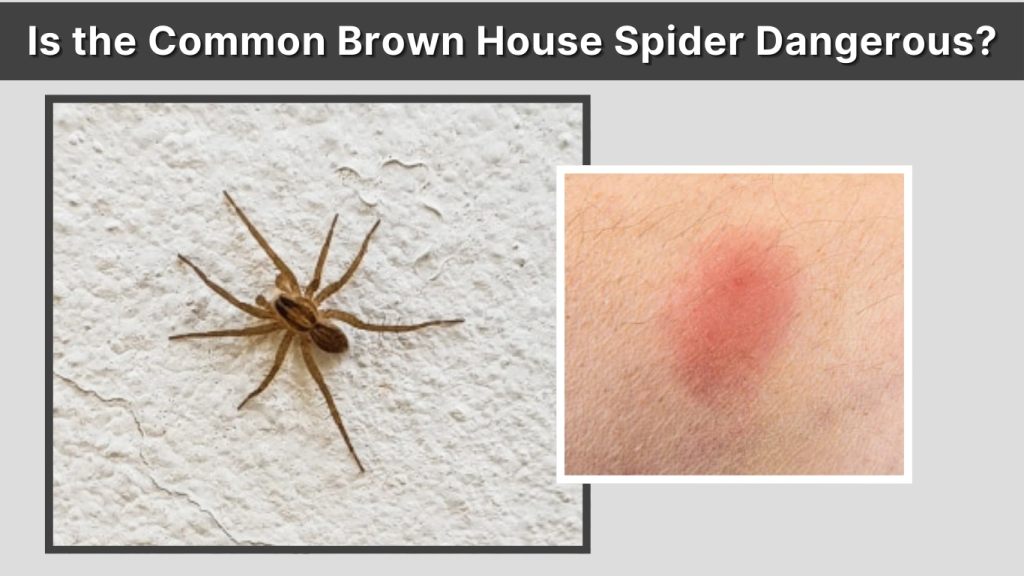Is the Common Brown House Spider Dangerous