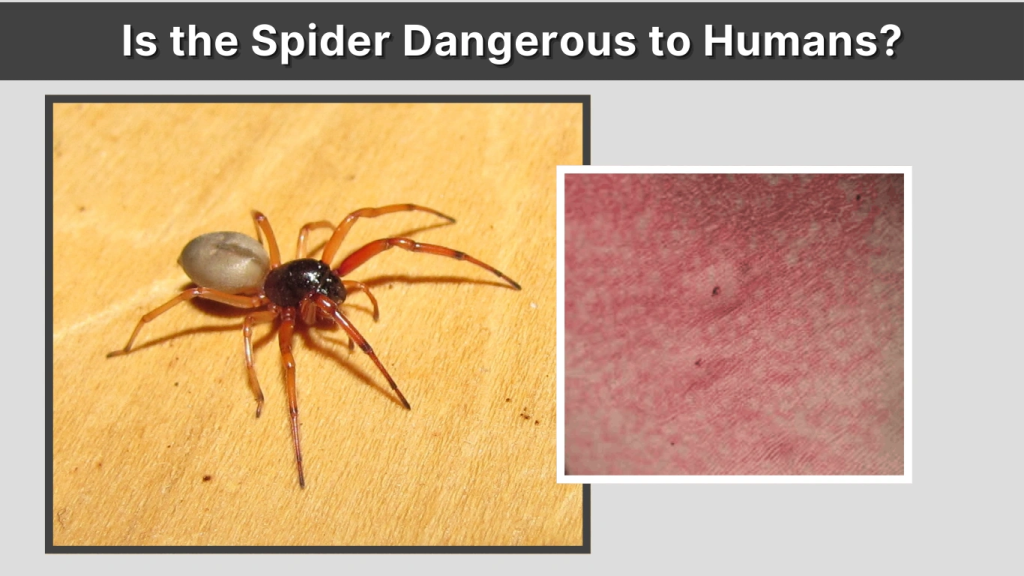 Is the Spider Dangerous to Humans