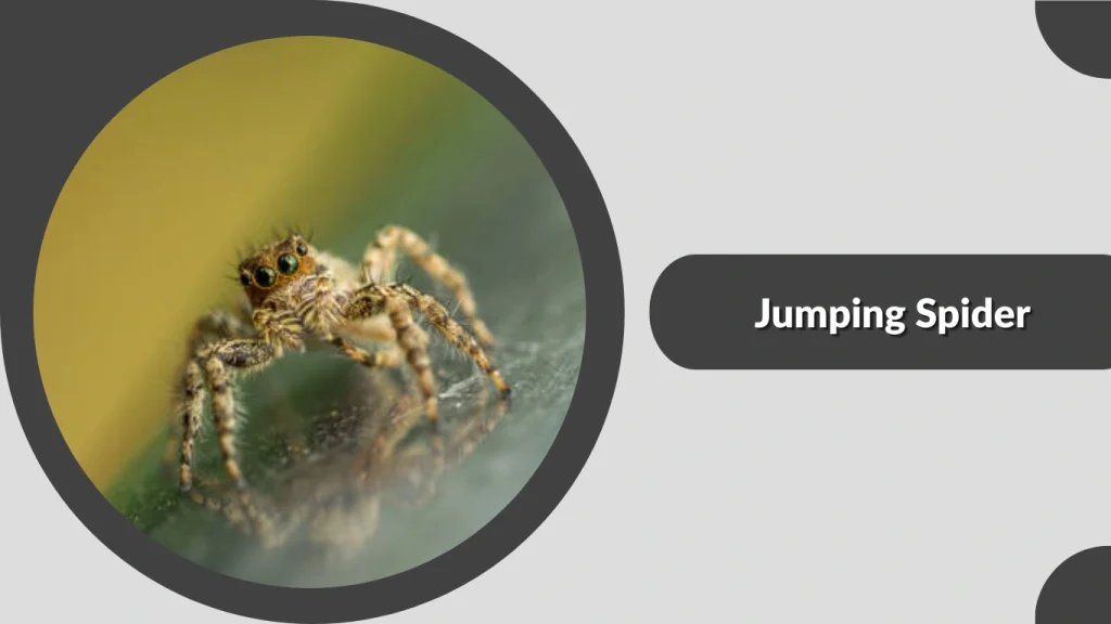 Jumping Spider