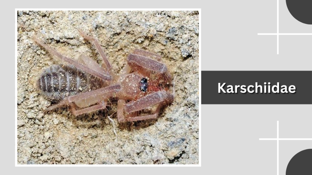 Karschiidae