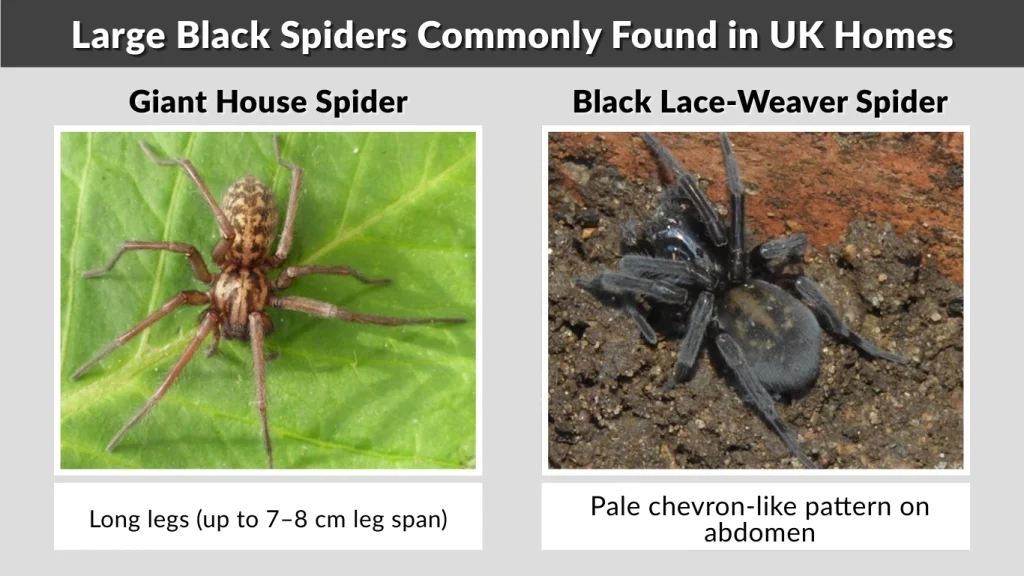 Large Black Spiders Commonly Found in UK Homes