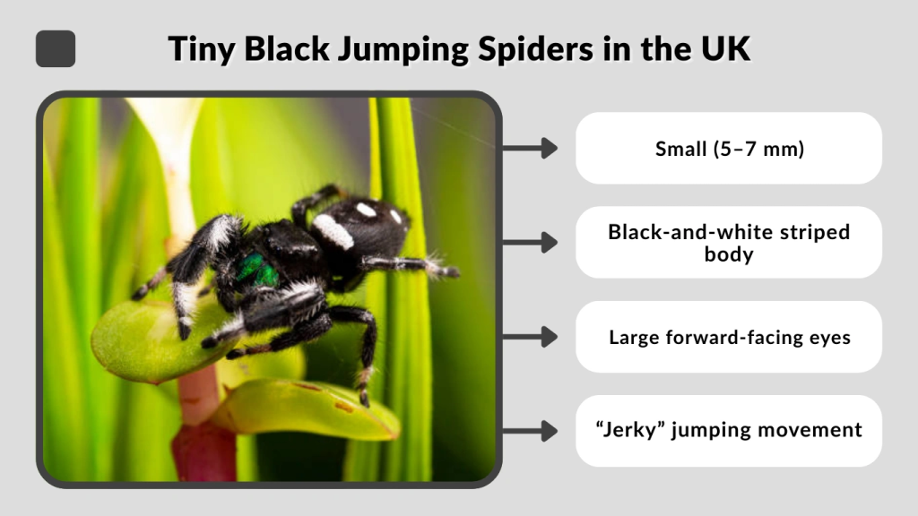 Tiny Black Jumping Spiders in the UK