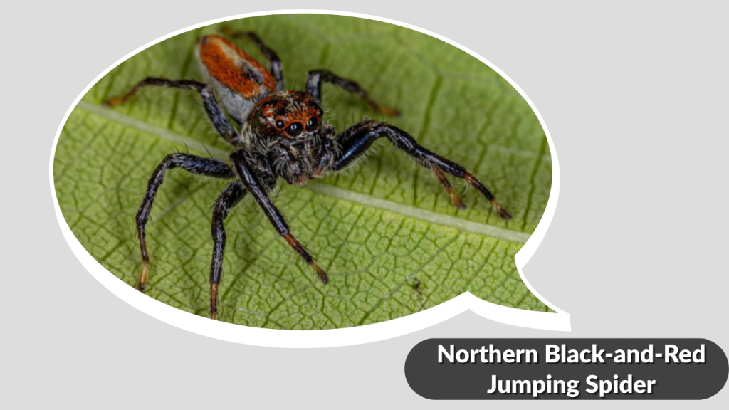 Northern Black-and-Red Jumping Spider
