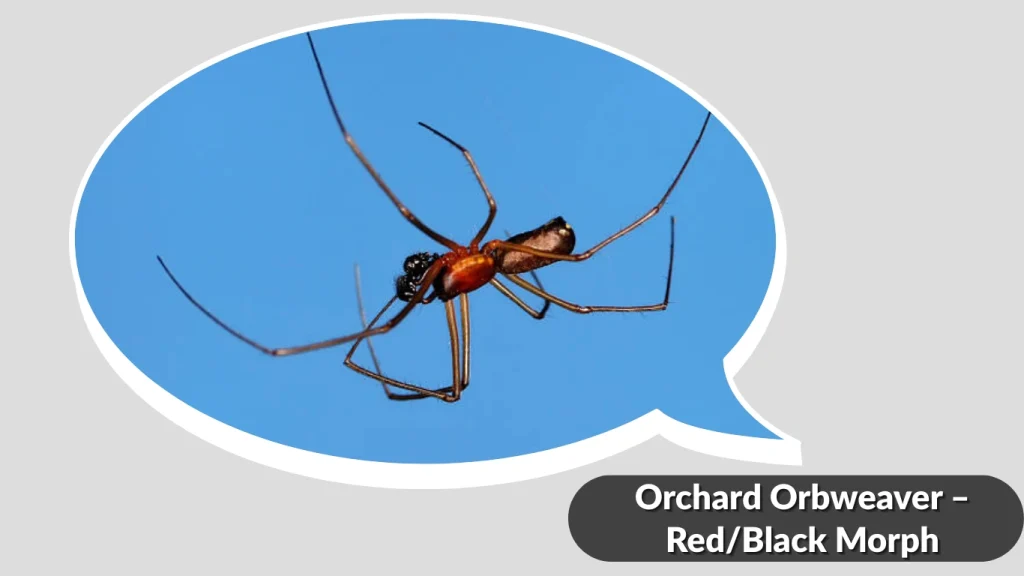Orchard Orbweaver – RedBlack Morph