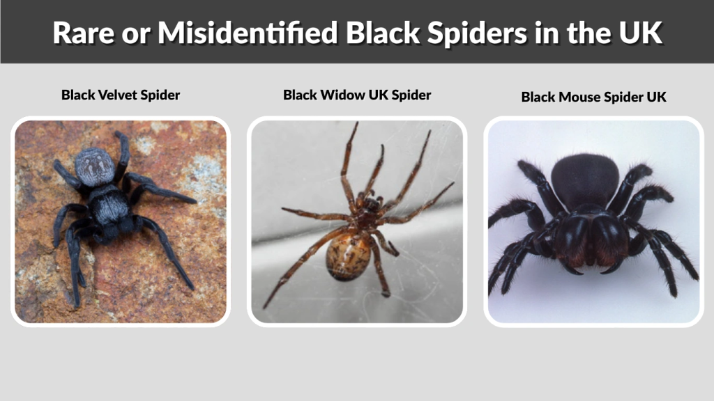 Rare or Misidentified Black Spiders in the UK