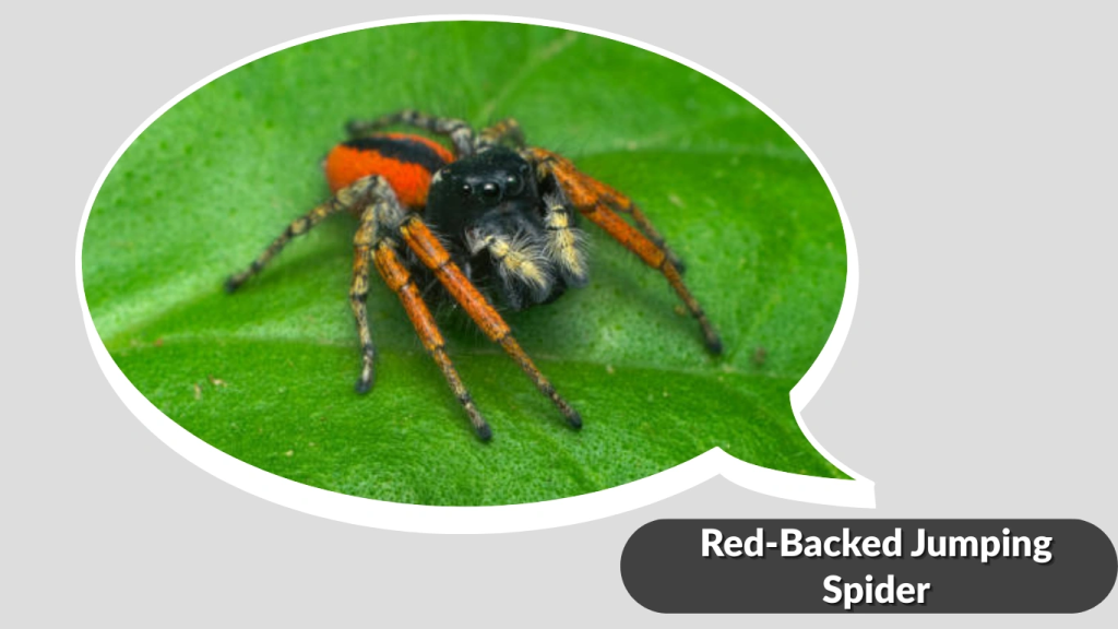 Red-Backed Jumping Spider
