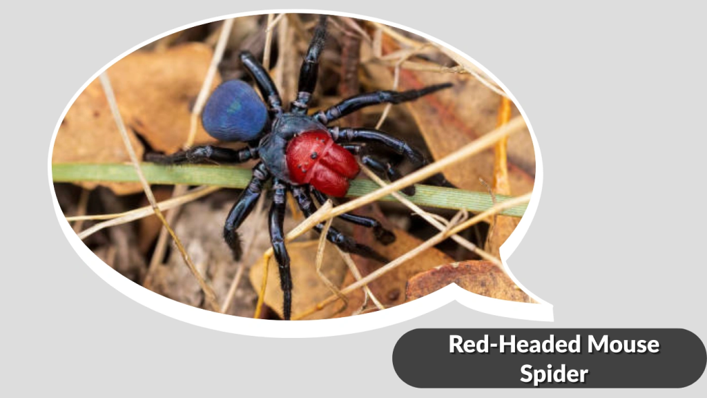 Red-Headed Mouse Spider