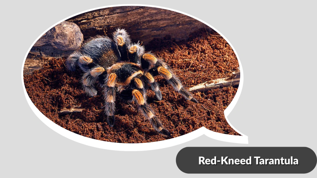 Red-Kneed Tarantula