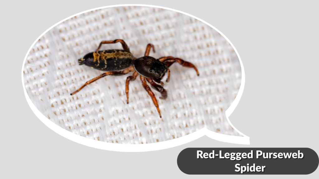 Red-Legged Purseweb Spider