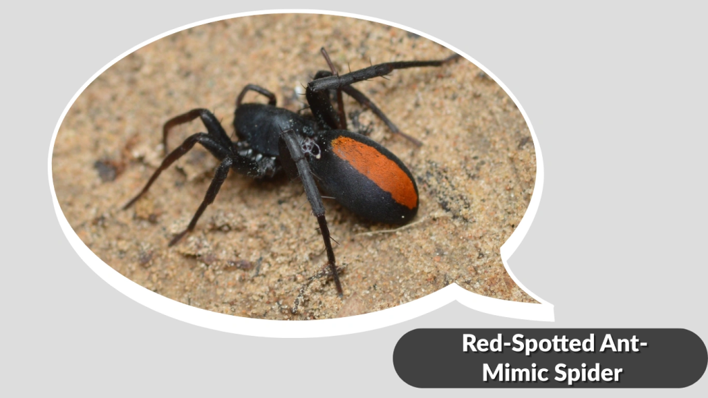 Red-Spotted Ant-Mimic Spider 