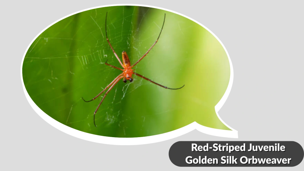 Red-Striped Juvenile Golden Silk Orbweaver