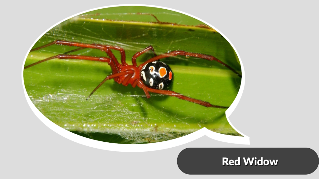 Red Widow