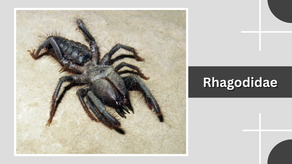 Rhagodidae