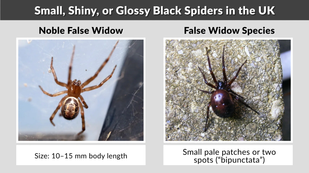 Small, Shiny, or Glossy Black Spiders in the UK