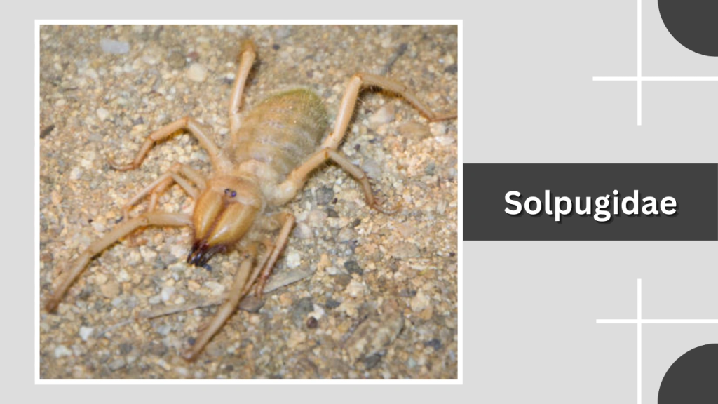 Solpugidae