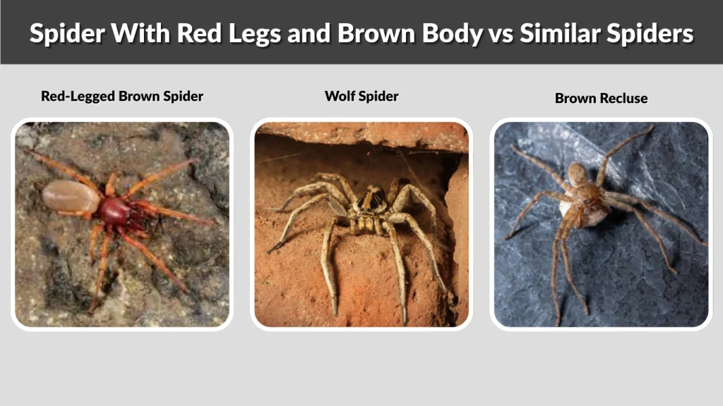 Spider With Red Legs and Brown Body vs Similar Spiders