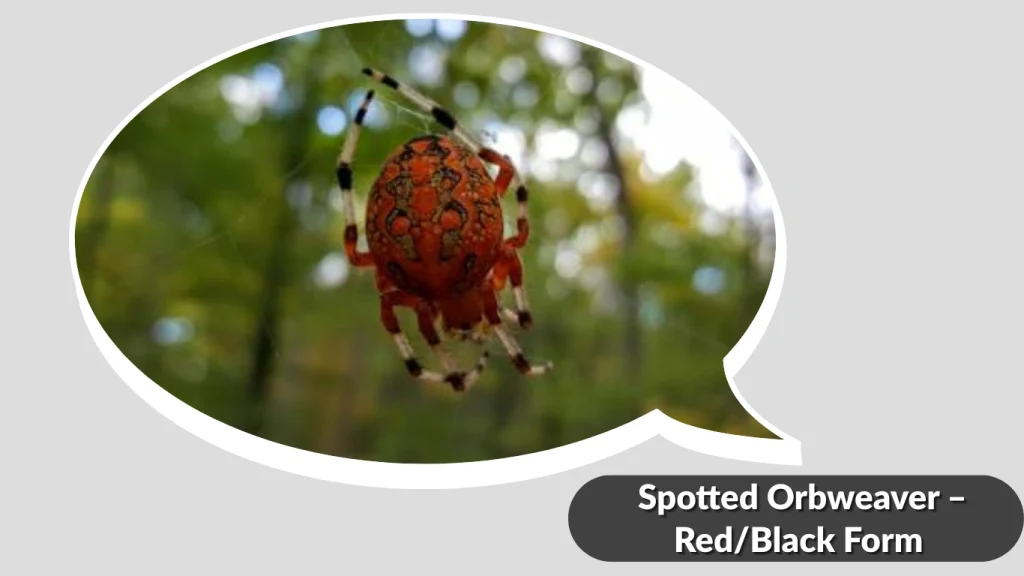 Spotted Orbweaver – RedBlack Form 