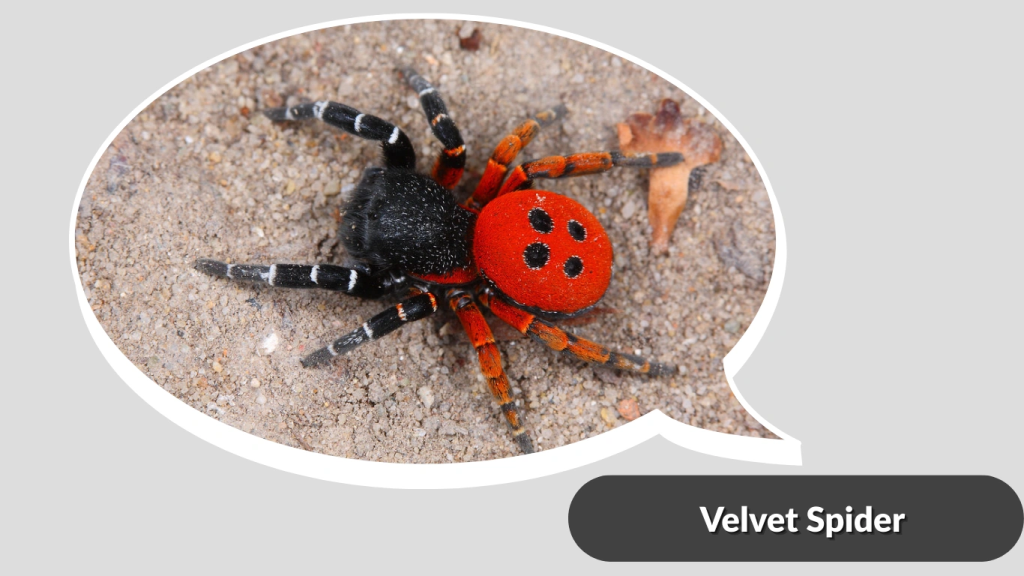 Velvet Spider