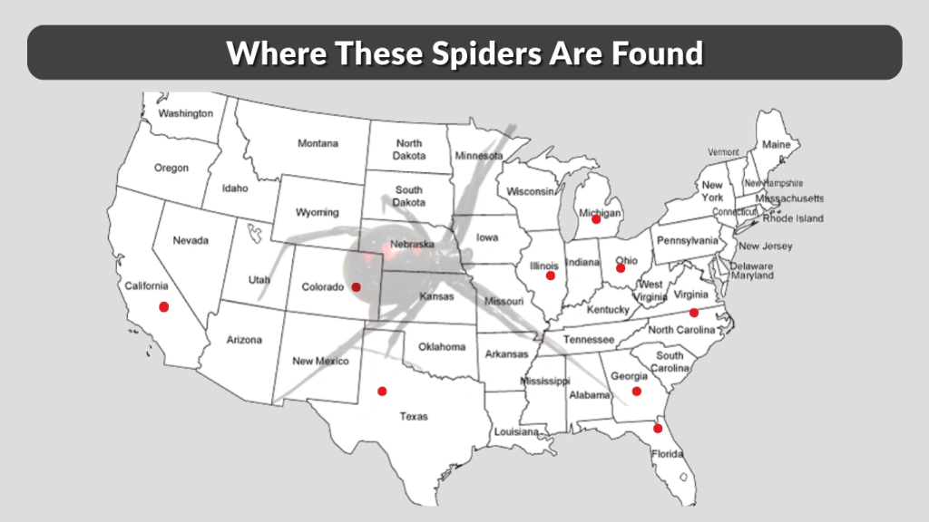 Where These Spiders Are Found