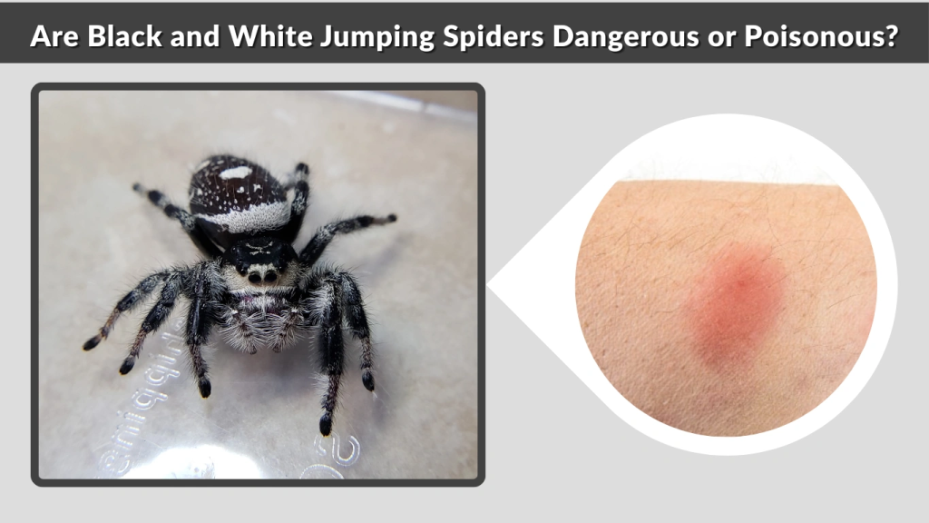 Are Black and White Jumping Spiders Dangerous or Poisonous