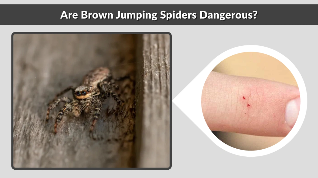 Are Brown Jumping Spiders Dangerous