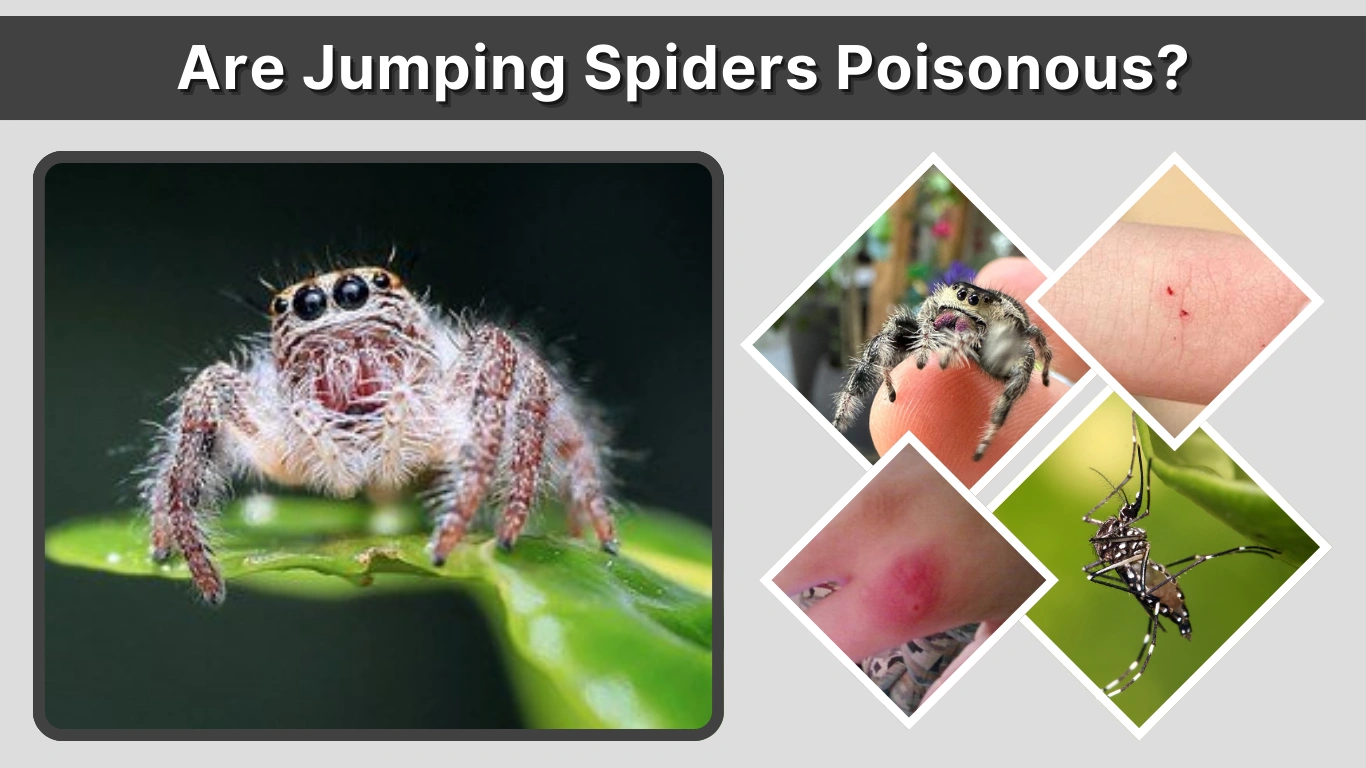 Are Jumping Spiders Poisonous Facts, Bites, and Human Safety