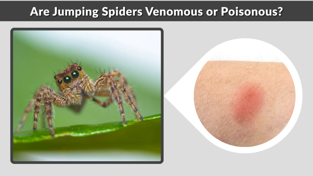 Are Jumping Spiders Venomous or Poisonous