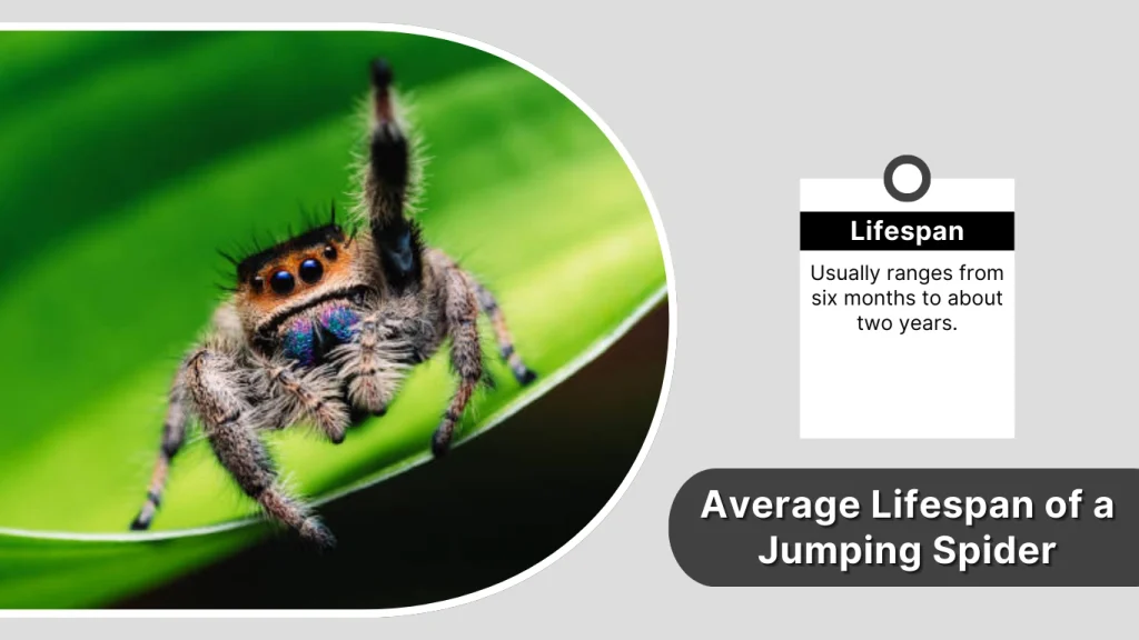 Average Lifespan of a Jumping Spider
