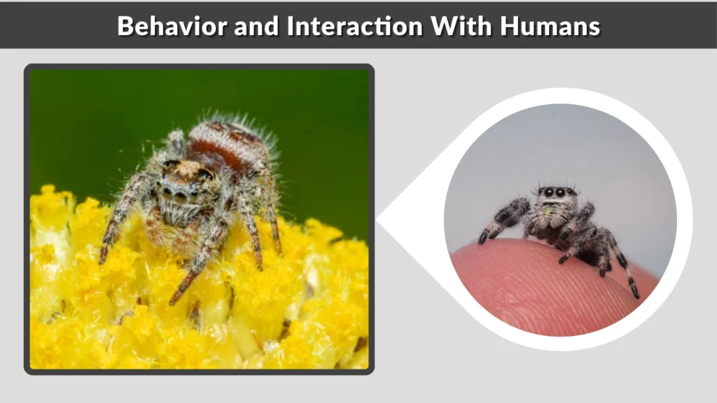 Behavior and Interaction With Humans