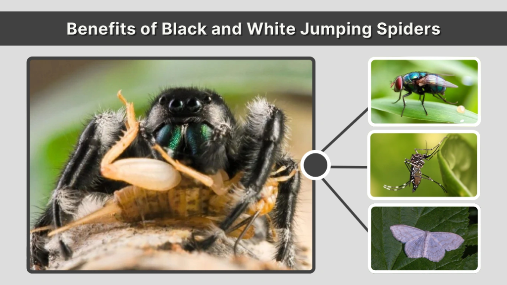 Benefits of Black and White Jumping Spiders