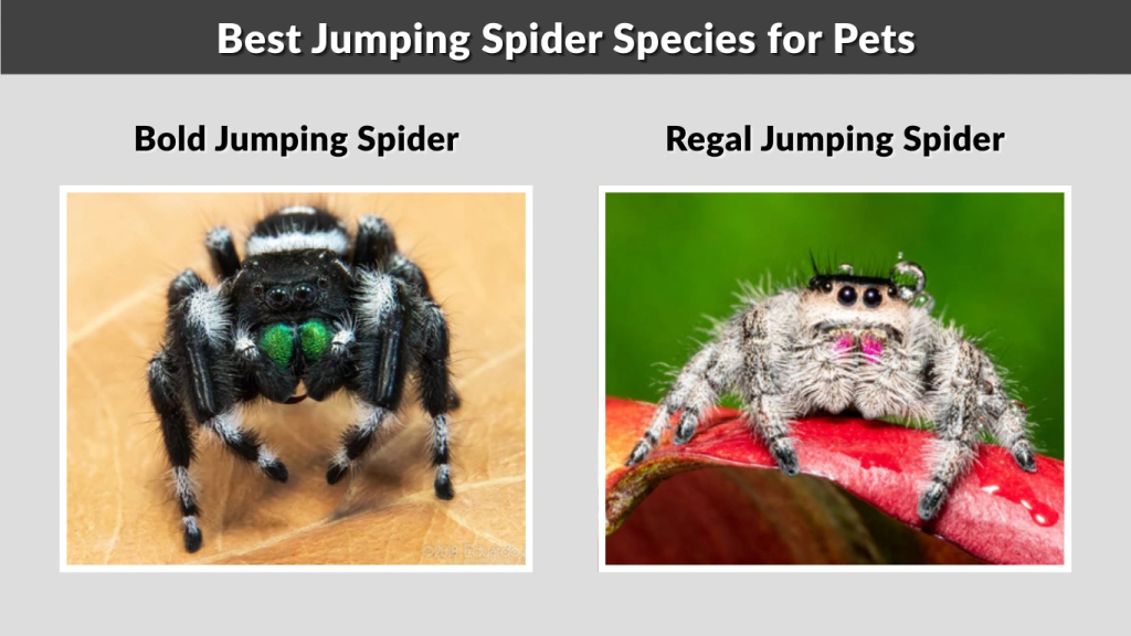 Best Jumping Spider Species for Pets
