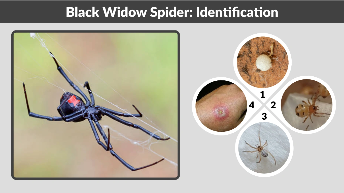 Black Widow Spider Identification, Bite, Habitat & Facts