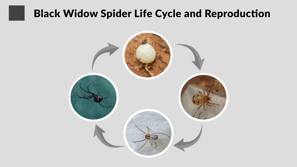 Black Widow Spider Life Cycle and Reproduction