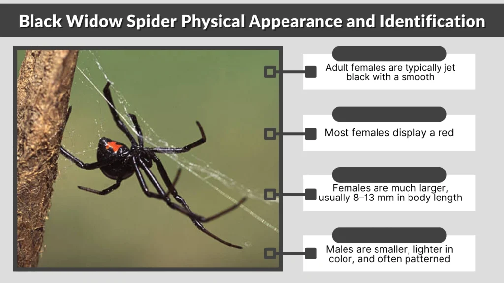 Black Widow Spider Physical Appearance and Identification