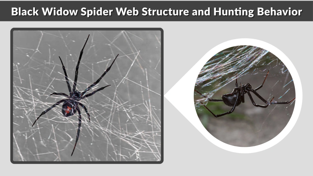 Black Widow Spider Web Structure and Hunting Behavior